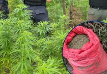 Aseguran 12 mil plantas de marihuana y 20 libras listas para la venta en Marale