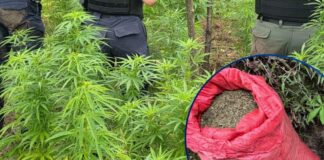 Aseguran 12 mil plantas de marihuana y 20 libras listas para la venta en Marale