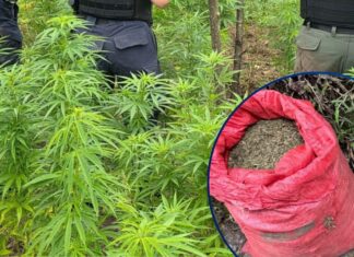 Aseguran 12 mil plantas de marihuana y 20 libras listas para la venta en Marale