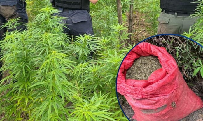 ¡Maiz-no-siembran-Aseguran-12-mil-plantas-de-marihuana-y-20-libras-listas-para-la-venta-en-Marale