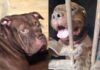 Zeus queda fuera del escuadrón canino tras ataque que causó la muerte de un adulto mayor