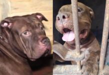 Zeus queda fuera del escuadrón canino tras ataque que causó la muerte de un adulto mayor