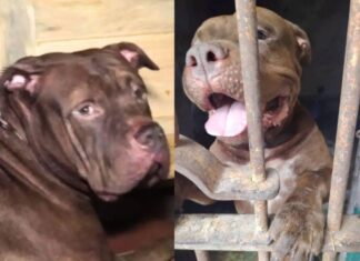 Zeus queda fuera del escuadrón canino tras ataque que causó la muerte de un adulto mayor