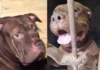 Zeus tendrá una nueva oportunidad: será entrenado para integrarse a la unidad canina de la Policía