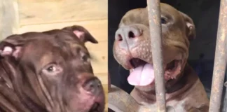Zeus tendrá una nueva oportunidad: será entrenado para integrarse a la unidad canina de la Policía