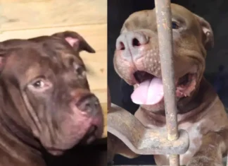 Zeus tendrá una nueva oportunidad: será entrenado para integrarse a la unidad canina de la Policía