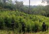 Localizan plantación de hoja de coca con más de 8,000 arbustos en Iriona, Colón