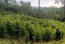 Localizan plantación de hoja de coca con más de 8,000 arbustos en Iriona, Colón