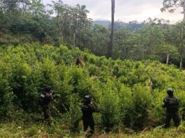 Localizan plantación de hoja de coca con más de 8,000 arbustos en Iriona, Colón