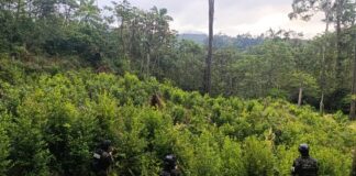 Localizan plantación de hoja de coca con más de 8,000 arbustos en Iriona, Colón