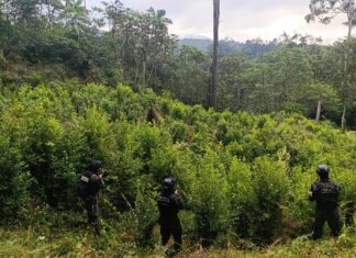 Localizan plantación de hoja de coca con más de 8,000 arbustos en Iriona, Colón