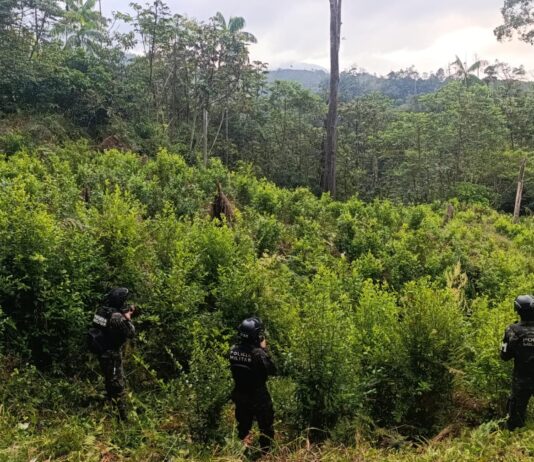 Localizan plantación de hoja de coca con más de 8,000 arbustos en Iriona, Colón