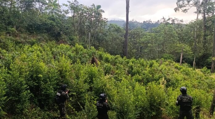 Localizan plantación de hoja de coca con más de 8,000 arbustos en Iriona, Colón