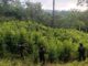 Localizan plantación de hoja de coca con más de 8,000 arbustos en Iriona, Colón