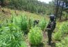Localizan 25,000 arbustos de coca y 3,500 plantas de marihuana en Yoro