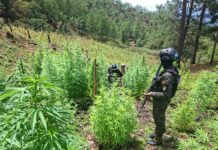 Localizan 25,000 arbustos de coca y 3,500 plantas de marihuana en Yoro