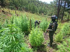 Localizan 25,000 arbustos de coca y 3,500 plantas de marihuana en Yoro