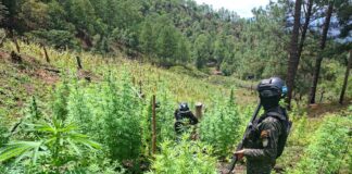 Localizan 25,000 arbustos de coca y 3,500 plantas de marihuana en Yoro