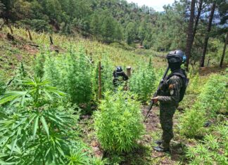 Localizan 25,000 arbustos de coca y 3,500 plantas de marihuana en Yoro
