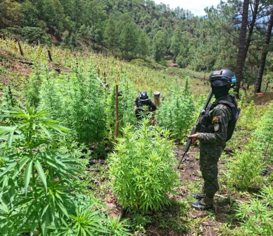 Localizan 25,000 arbustos de coca y 3,500 plantas de marihuana en Yoro