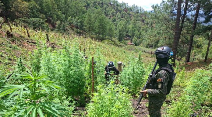 Localizan 25,000 arbustos de coca y 3,500 plantas de marihuana en Yoro