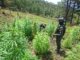 Localizan 25,000 arbustos de coca y 3,500 plantas de marihuana en Yoro