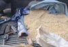 Capturan en Copán a hombre que presuntamente transportaba armas ocultas en sacos de maíz
