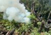 Erradican más de 15 mil plantas de supuesta coca en Dulce Nombre de Culmí