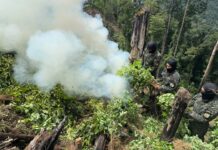 Erradican más de 15 mil plantas de supuesta coca en Dulce Nombre de Culmí