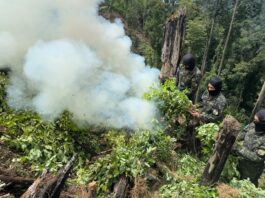 Erradican más de 15 mil plantas de supuesta coca en Dulce Nombre de Culmí