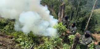 Erradican más de 15 mil plantas de supuesta coca en Dulce Nombre de Culmí