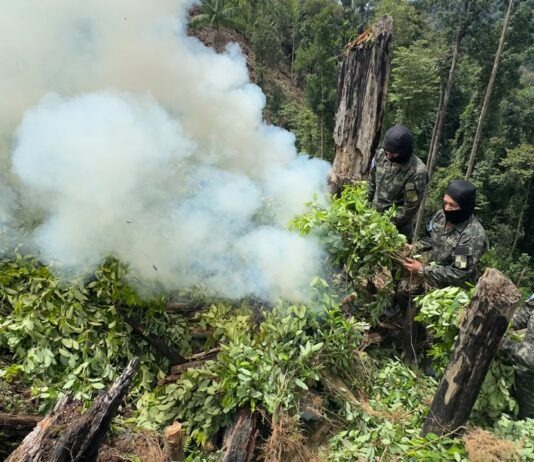Erradican más de 15 mil plantas de supuesta coca en Dulce Nombre de Culmí