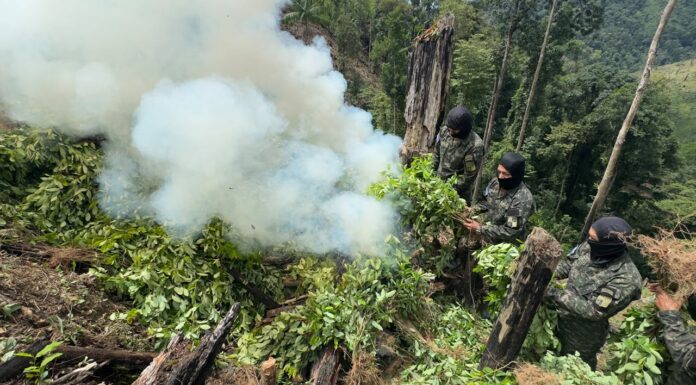 Erradican más de 15 mil plantas de supuesta coca en Dulce Nombre de Culmí