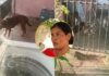 Niña de 11 años pierde una oreja tras ataque de perro pitbull en SPS