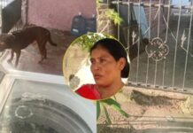 Niña de 11 años pierde una oreja tras ataque de perro pitbull en SPS