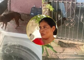 Niña de 11 años pierde una oreja tras ataque de perro pitbull en SPS
