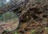 Pobladores de Danlí denuncian deforestación acelerada y exigen investigar permisos forestales