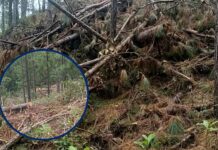 Pobladores de Danlí denuncian deforestación acelerada y exigen investigar permisos forestales