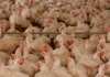Sector avícola reporta pérdidas de al menos seis millones de lempiras