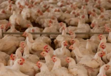 Sector avícola reporta pérdidas de al menos seis millones de lempiras