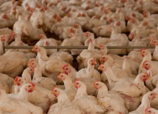 Sector avícola reporta pérdidas de al menos seis millones de lempiras
