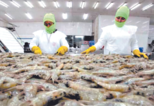 Sequía deja 214 fincas camaroneras sin cosechar en Honduras