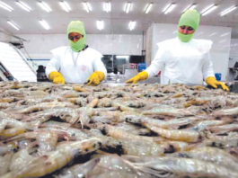 Sequía deja 214 fincas camaroneras sin cosechar en Honduras