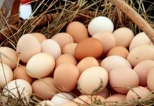 Gobierno de Honduras investiga aumentos en el precio de los huevos y advierte fuertes sanciones