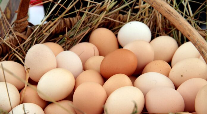 Gobierno de Honduras investiga aumentos en el precio de los huevos y advierte fuertes sanciones